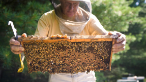 Was ist wirklich dran am Bienensterben?