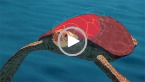 Video-Check: Contenance, nicht Moral!
