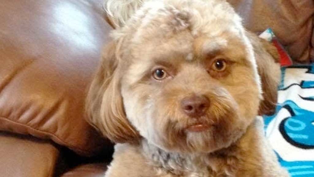 Hund mit menschlichem Gesicht geboren