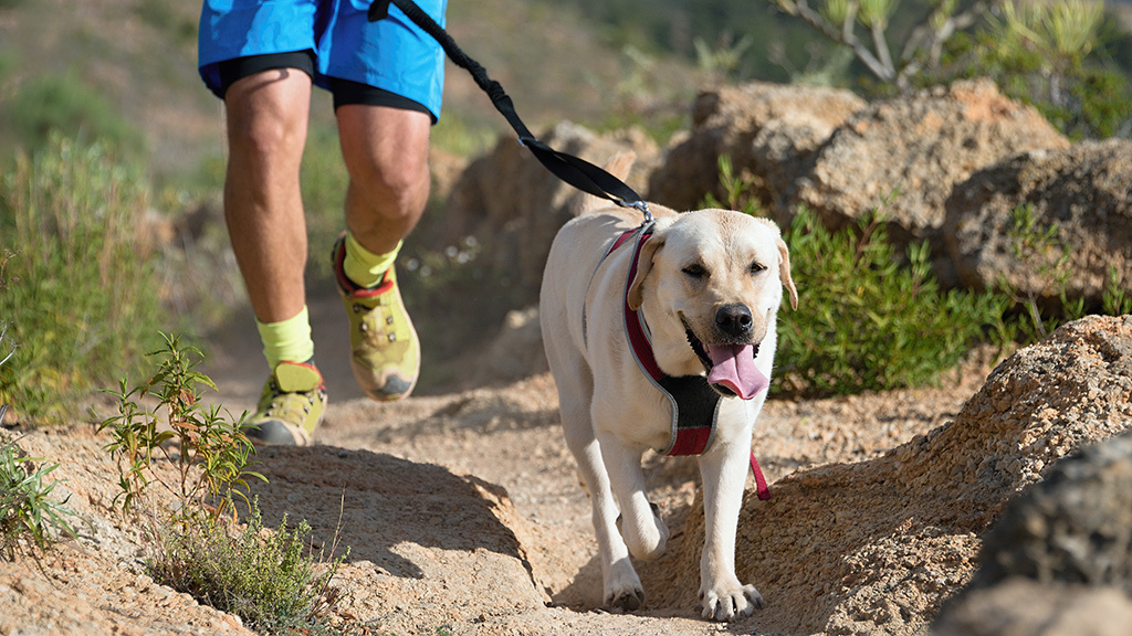 Canicross Laufen mit dem Hund COMPUTER BILD
