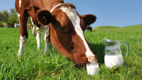 Aus diesem Grund sollten Sie nie mehr Milch trinken!
