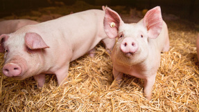 Miese Bedingungen für Tiere: Ärger über EU-Abstimmung