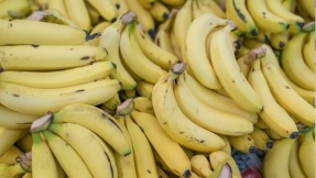 Ein aggressiver Pilz bedroht Bananenplantagen