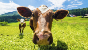 Cyberkühe: Mehr Milch dank VR-Brille?