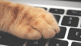 Katzenpfote auf einer Tastatur
