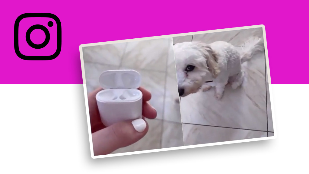Video geht viral Hat der Hund die AirPods gefressen? COMPUTER BILD