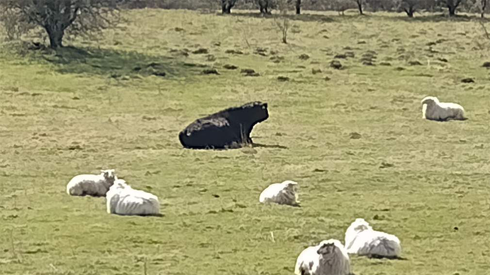 Sheep and Galloway in the pasture