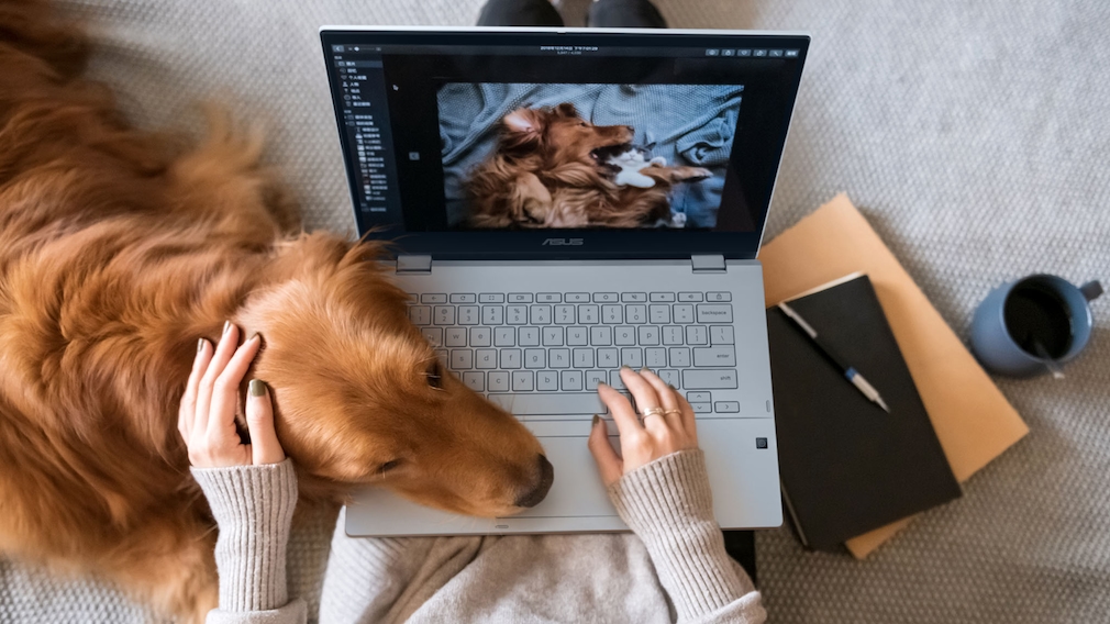 Hund liegt auf der Tastatur des Asus Chromebook CX3.