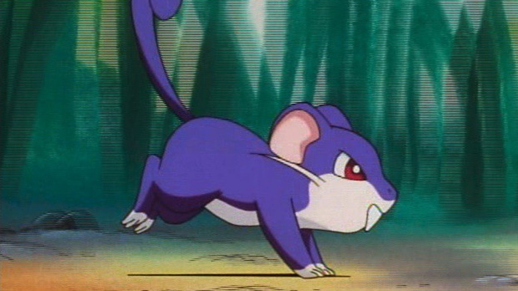 Das rattenartige Rattfratz im Pokémon-Anime.