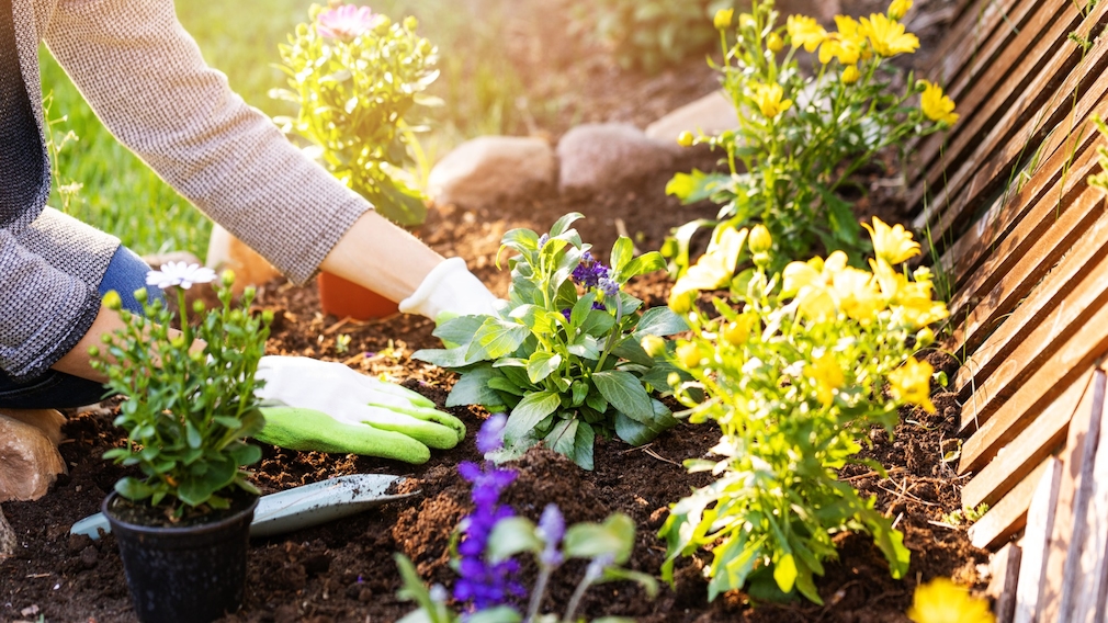 Eine Frau pflanzt eine Blume im Garten