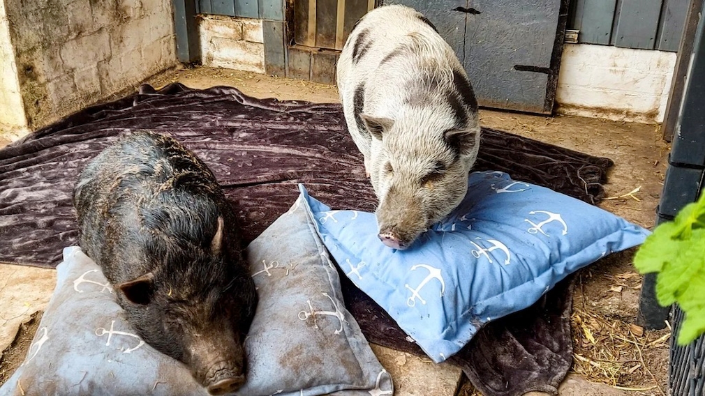 Online-Schweine Bacon und Schnitzel