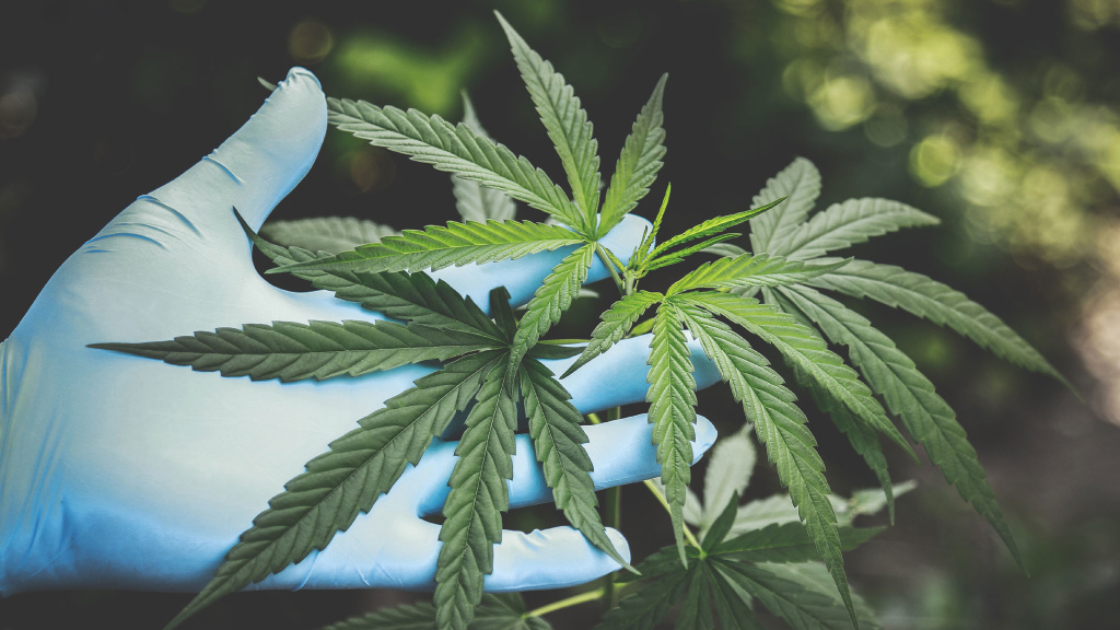 Gras auf Abruf: Uber liefert jetzt Cannabis