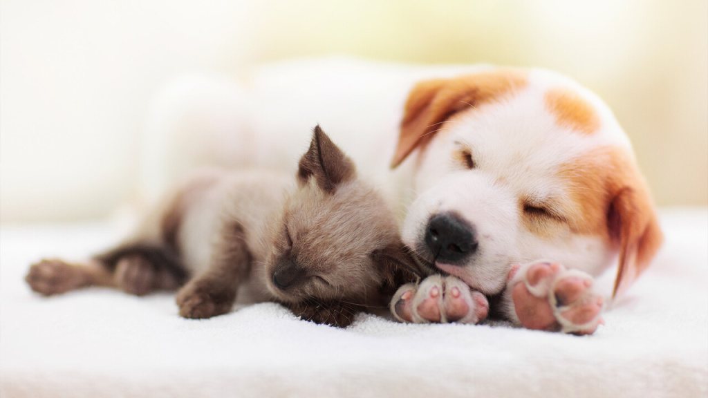 Ebay Kleinanzeigen: Neue Regeln für Haustiervermittlung