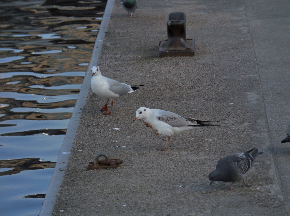 Swarovski AX Visio Swarovski AX Visio