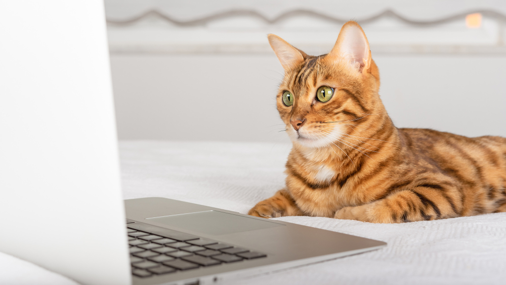 iStock.com/Svetlana Sultanaeva