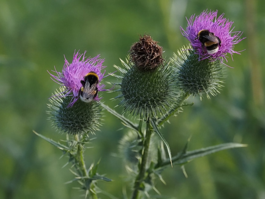 Beispielfoto der OM System OM-5 II: Drei Distelblüten mit zwei Hummeln vor einem unscharfen Hintergrund.