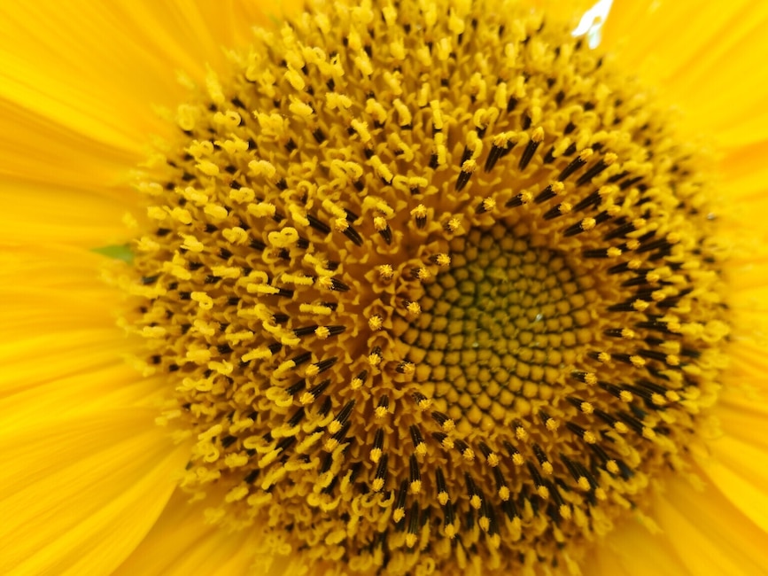 Wunderbar Nackenhornchen Im Test Bild