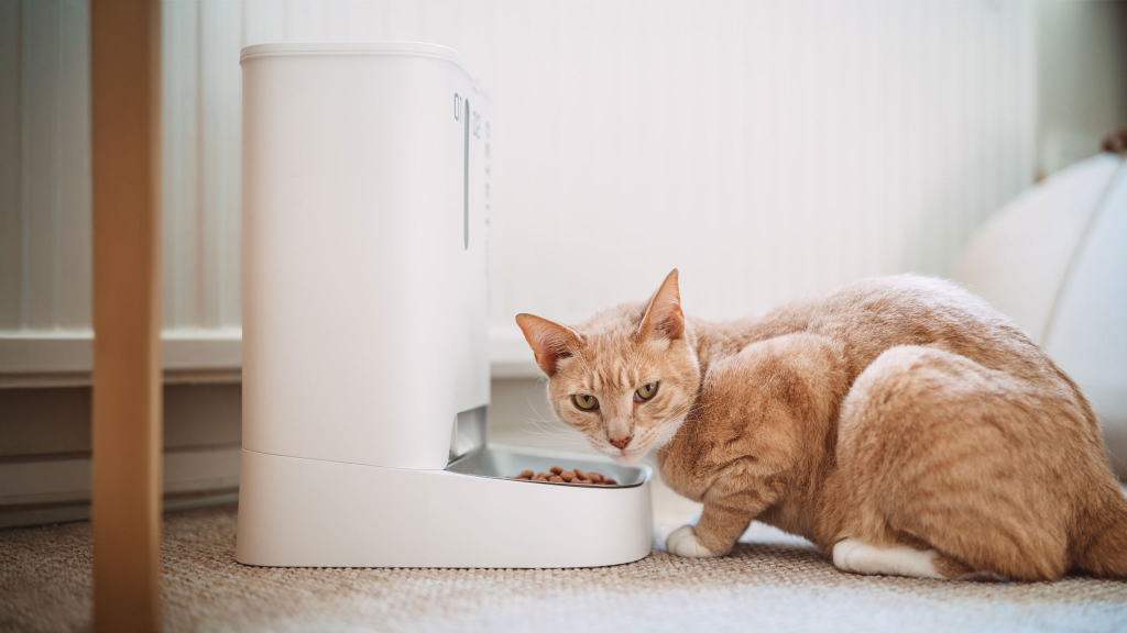 Kein getarntes Spionagegerät: Smarter Futternapf darf weiterhin verkauft werden