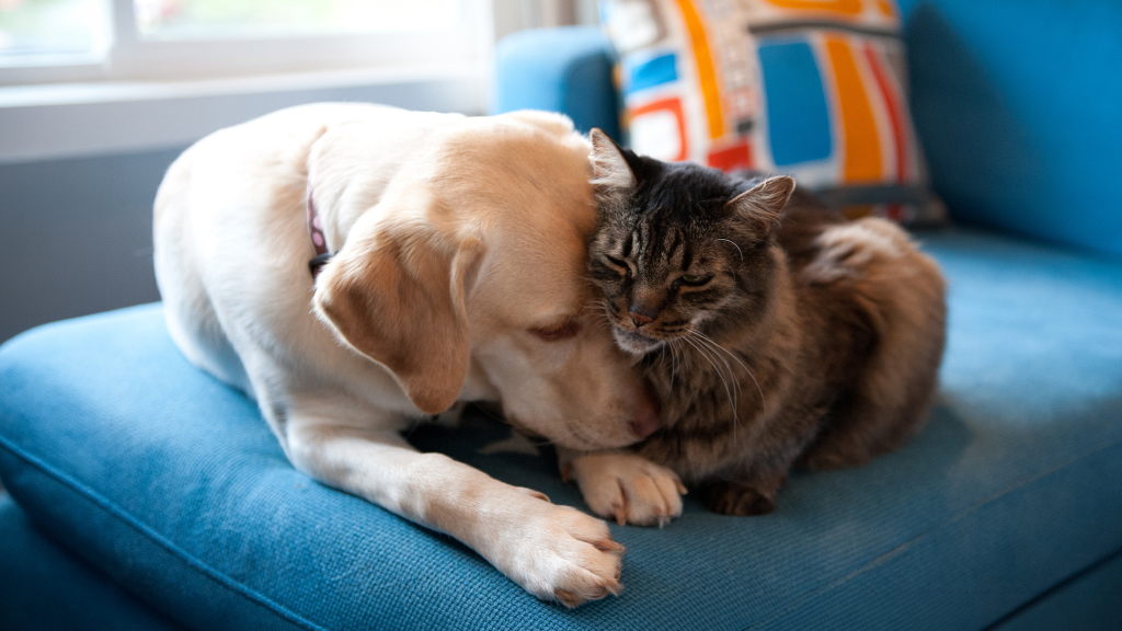 Neue EU-Regeln: Chip-Pflicht für Hunde und Katzen