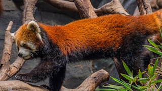 Firefox: Alpenglow-Theme deinstallieren – geht das?