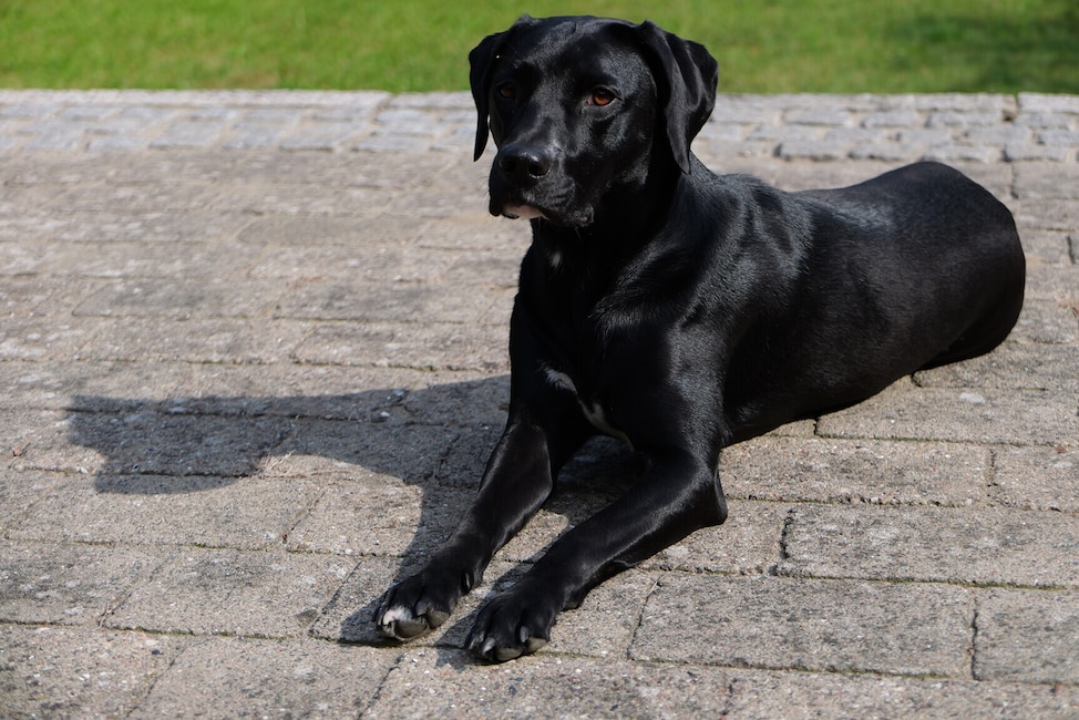 Beispielfoto der Panasonic Lumix L10: Ein schwarzer Labrador liegt auf einer hellgrau gepflasterten Terrasse.