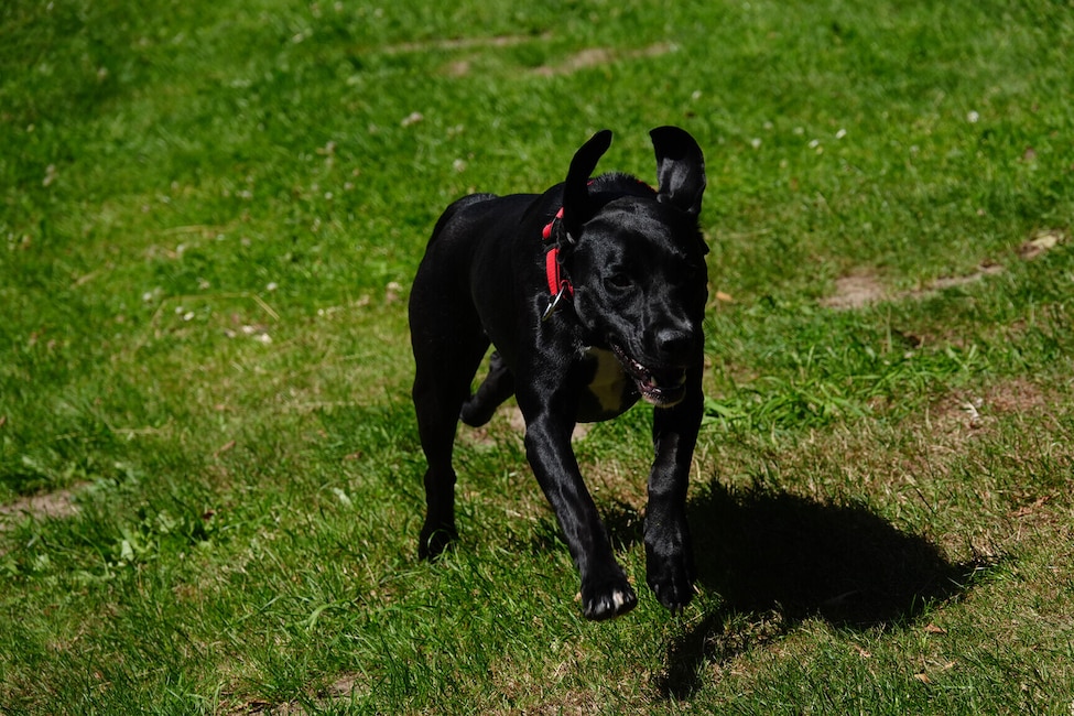 Ein schwarzer Hund läuft auf einer Grasfläche von links oben schräg auf die Kamera zu.