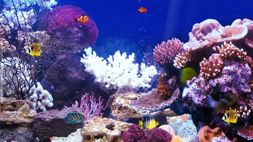 Aquarium Screensaver
