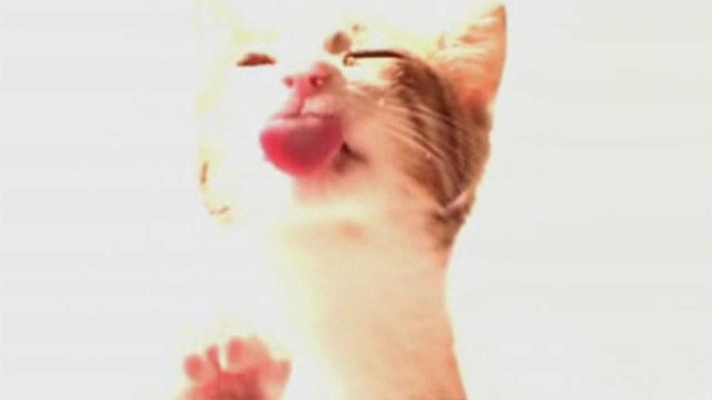 Cat Licking Screen Clean
