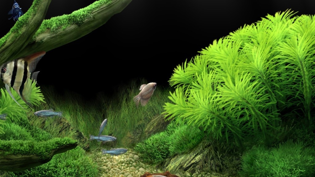 Dream Aquarium Screensaver 