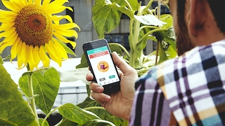 Parrot Flower Power: App überwacht Pflanzen
