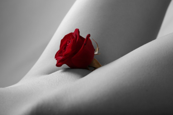 Die rote Rose © prfotoagentur