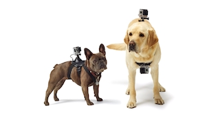 GoPro Fetch Dog Hund Harness Action Cam
