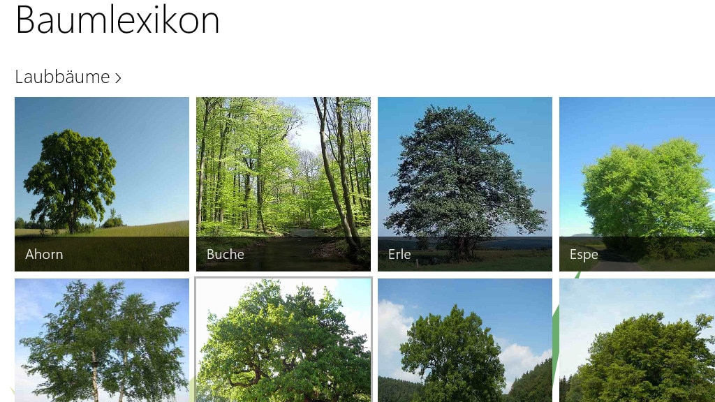 Baumlexikon: Nachschlagen zur Natur