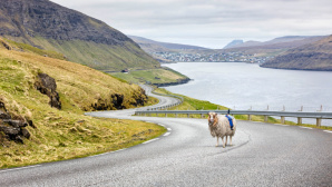 Sheep View © Screenshot: http://visitfaroeislands.com