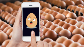 Neuer Eier-Skandal: Smartphone-App erkennt giftige Eier