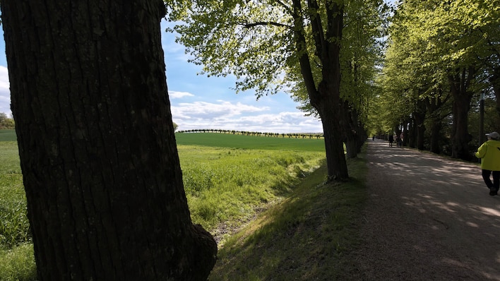 Vivo X300 Ultra: Foto einer Allee vor dem Schloss Bothmer, Klütz