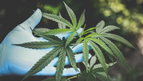 Cyberkriminelle nutzen Cannabis-Legalisierung für Betrug