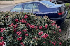 Bild des Angebotes VW Vento 1.8 GL 100