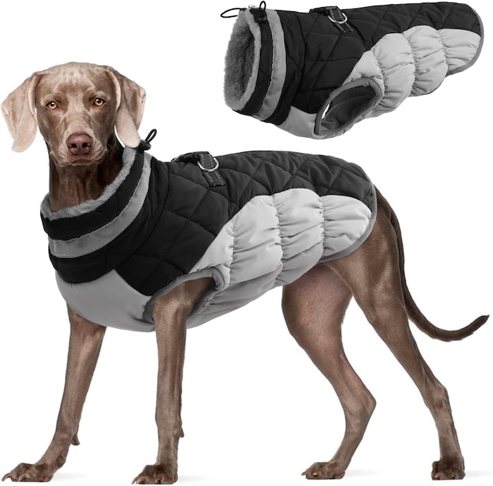 Die besten Black-Friday-Angebote 2025 fr den Hund